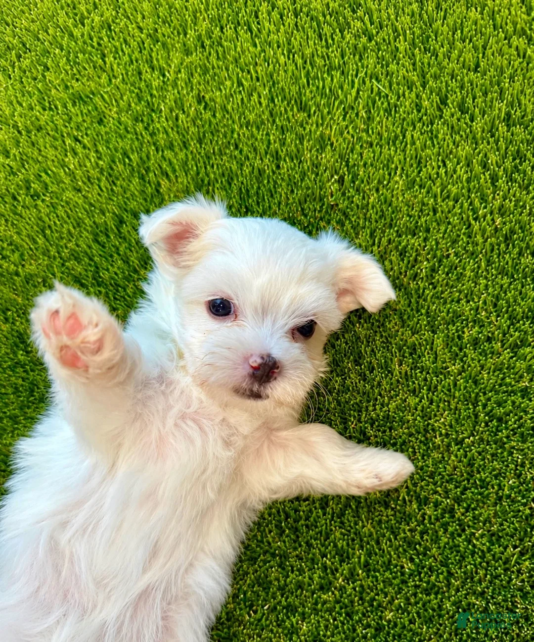 Maltese dogs for sale: Maltese 2 - Ad 1