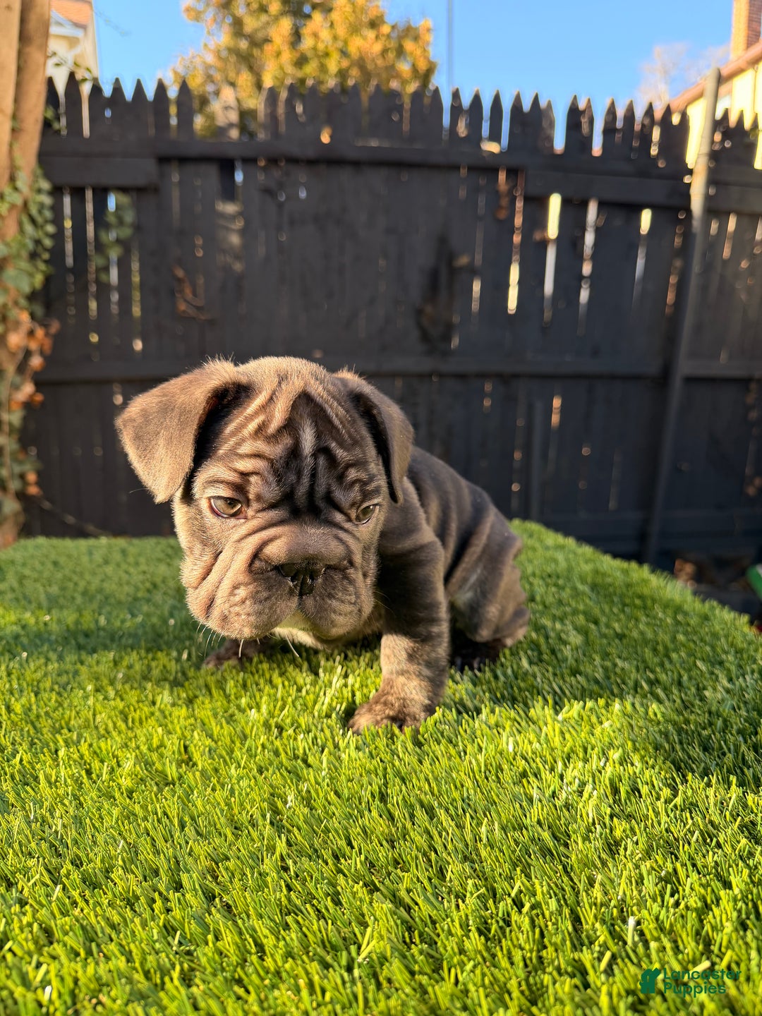 French Bulldog dogs for sale: Thunder - Ad 2