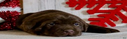Labrador Retriever dogs for sale: Sparkle - Ad 3