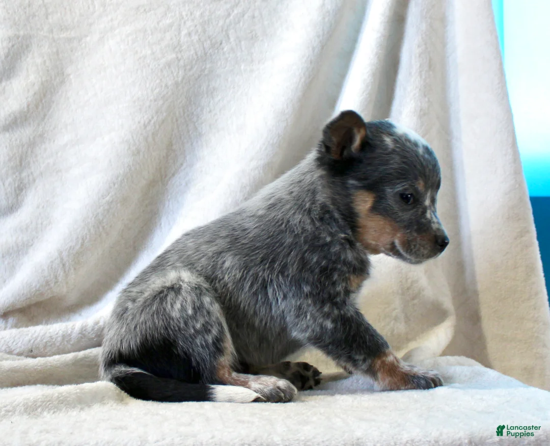 Australian Cattle Dog dogs for sale: Lindor - Ad 3