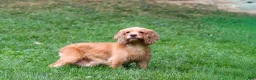 Cockapoo dogs for sale: Leo - Ad 11