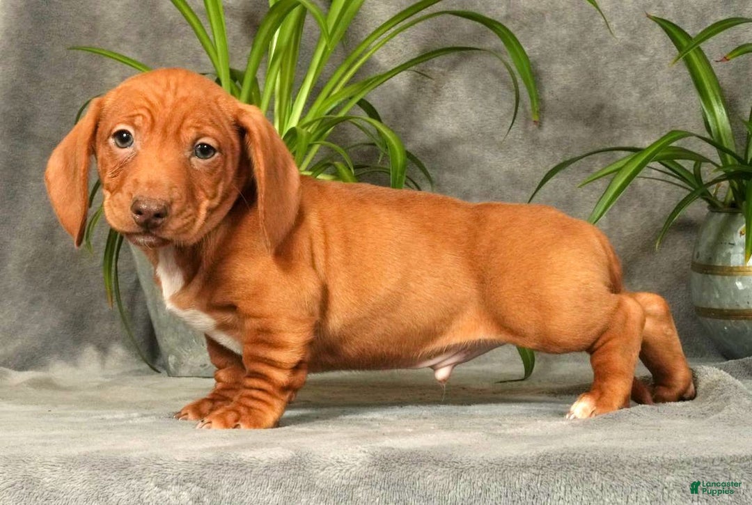Miniature Dachshund dogs for sale: Seth - Ad 6