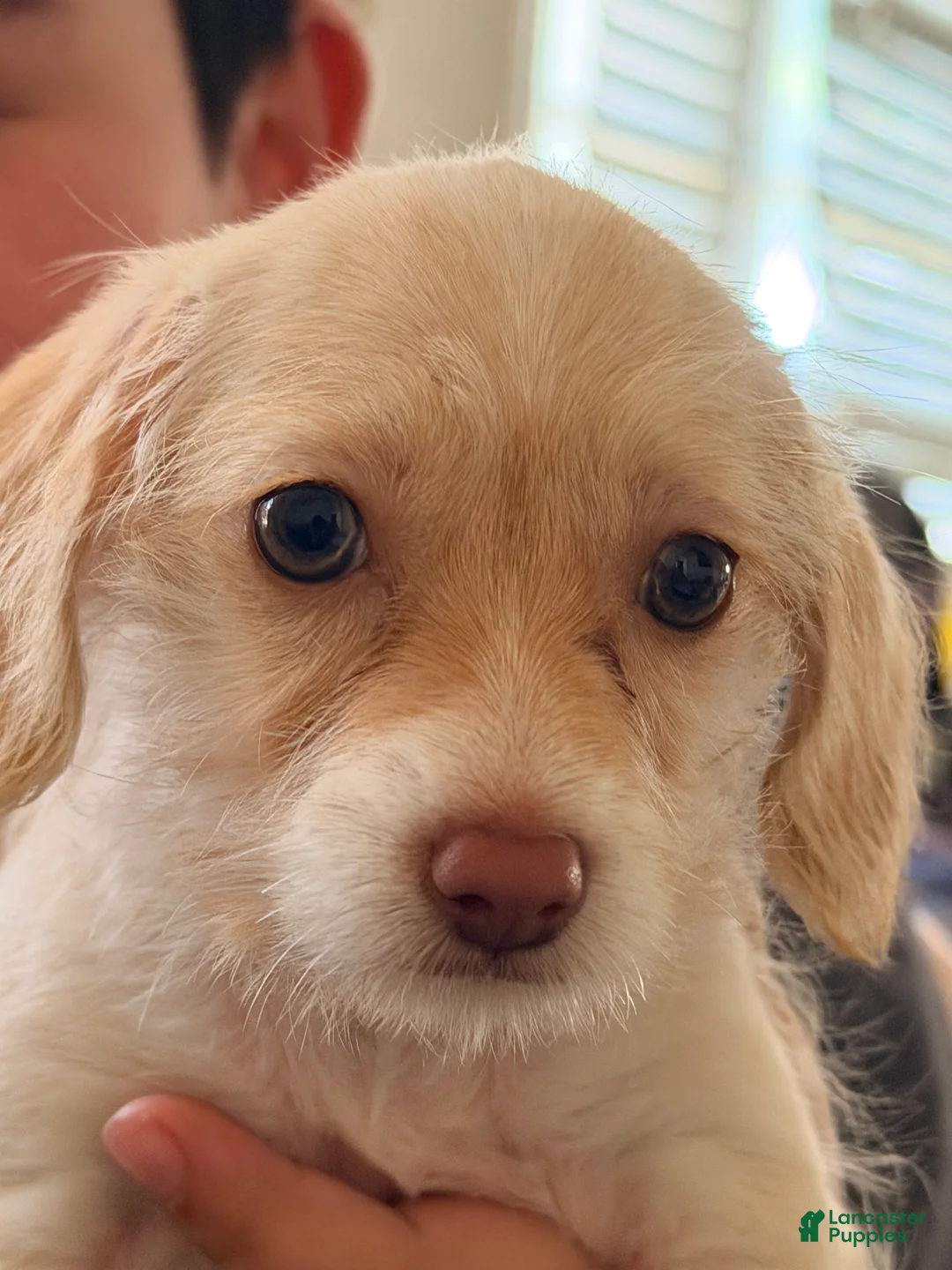 Mixed Breed dogs for sale: Mixed Breed 1 - Ad 2