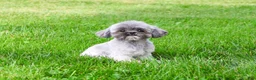 Shih Tzu dogs for sale: Hayes - Ad 5