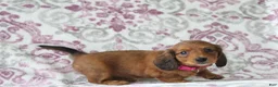 Miniature Dachshund dogs for sale: Carmel - Ad 9