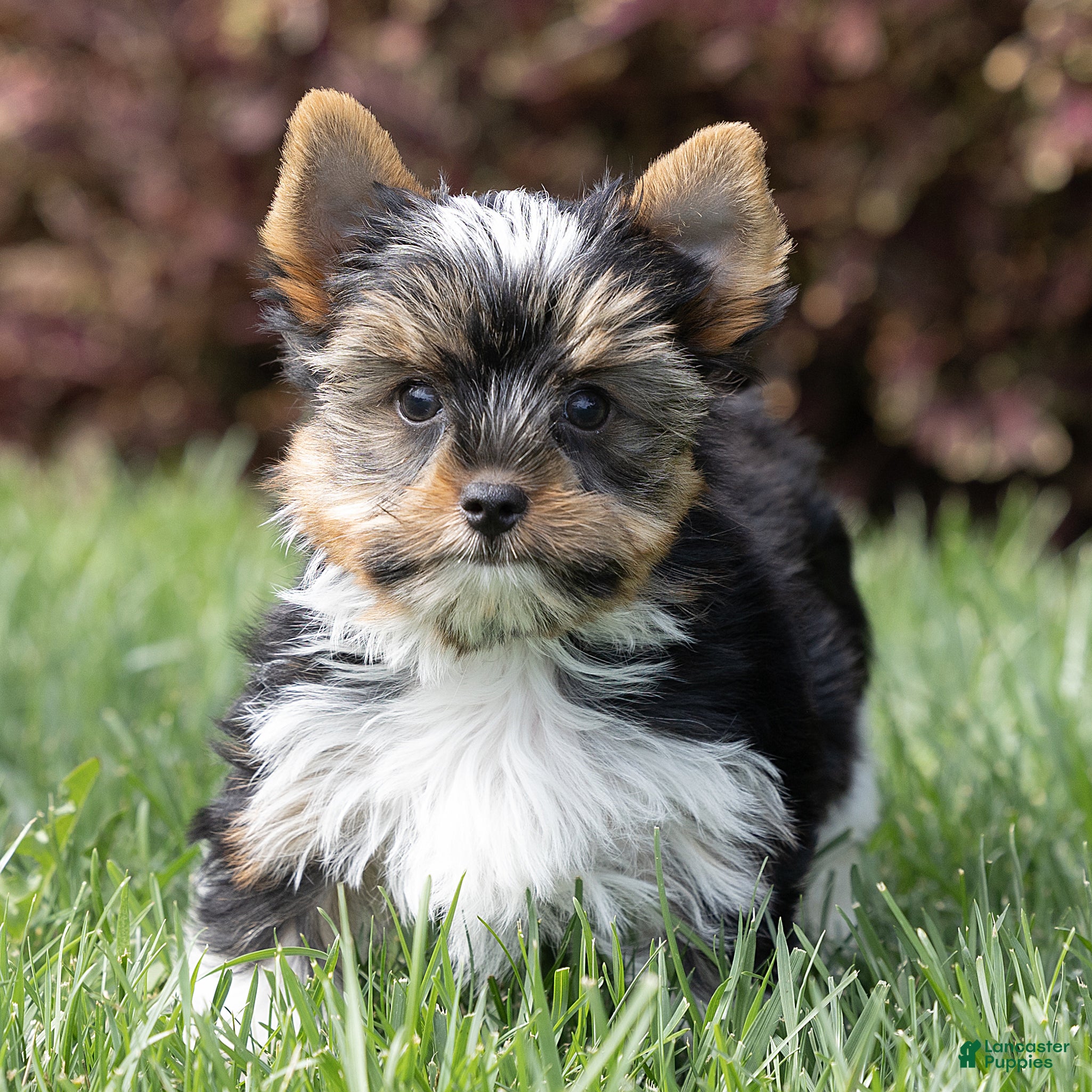 Biewer Terrier dogs for sale: Benjie Biewer Terrier  - Ad 2