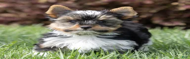 Benjie Biewer Terrier 