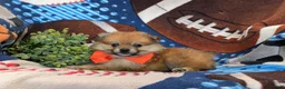 Pomeranian dogs for sale: Boone - Ad 4