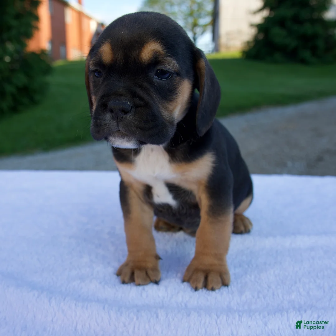 Beabull dogs for sale: Knox - Ad 5