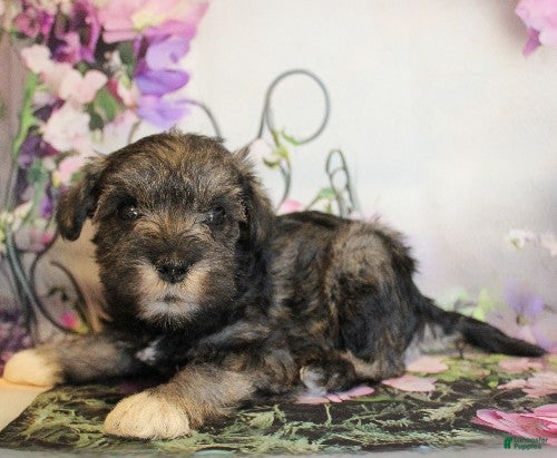 Miniature Schnauzer dogs Talluah - Ad 2