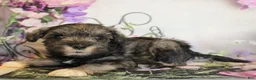Miniature Schnauzer dogs for sale: Talluah - Ad 2