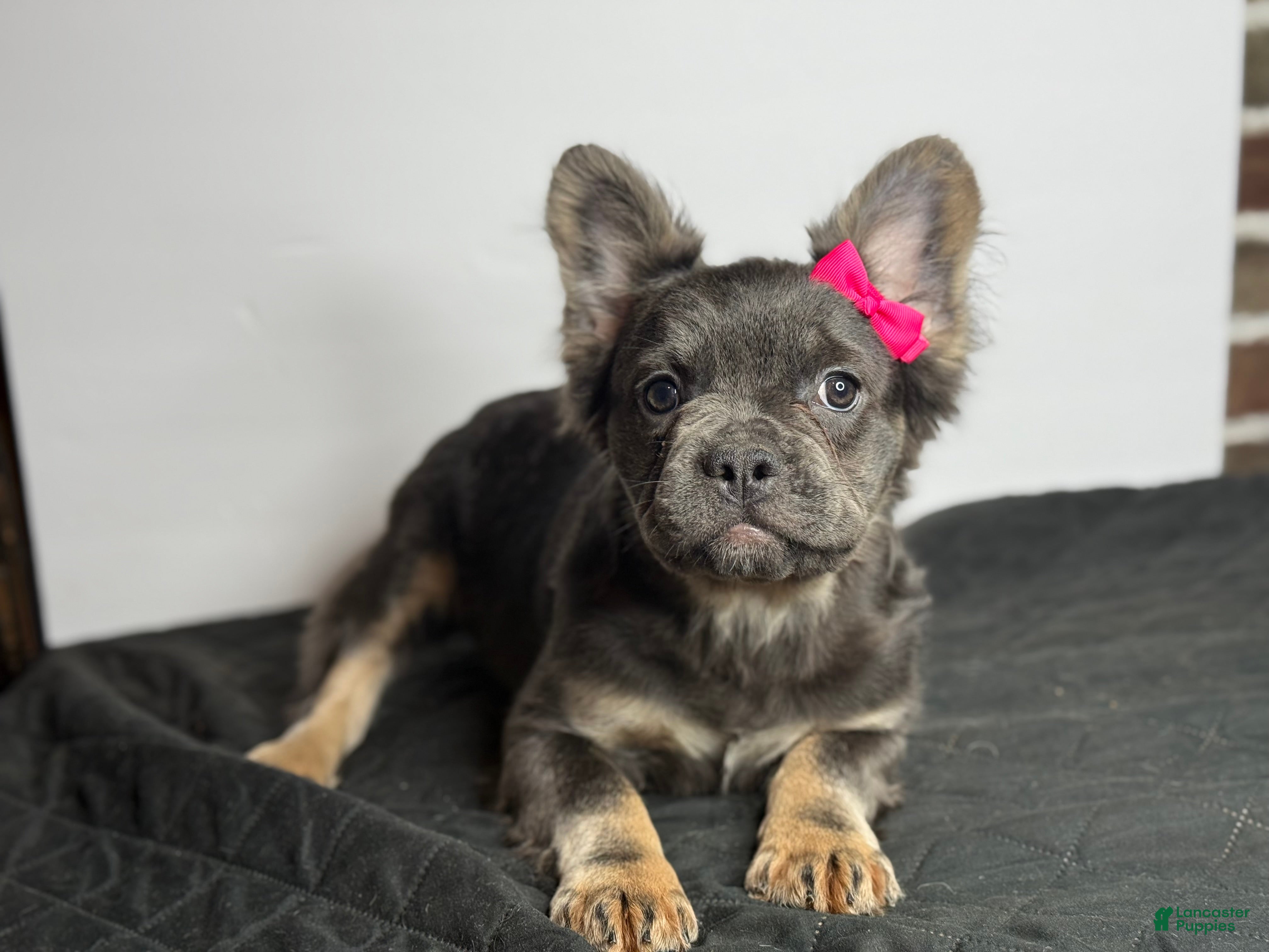 French Bulldog dogs Shadow - Ad 40