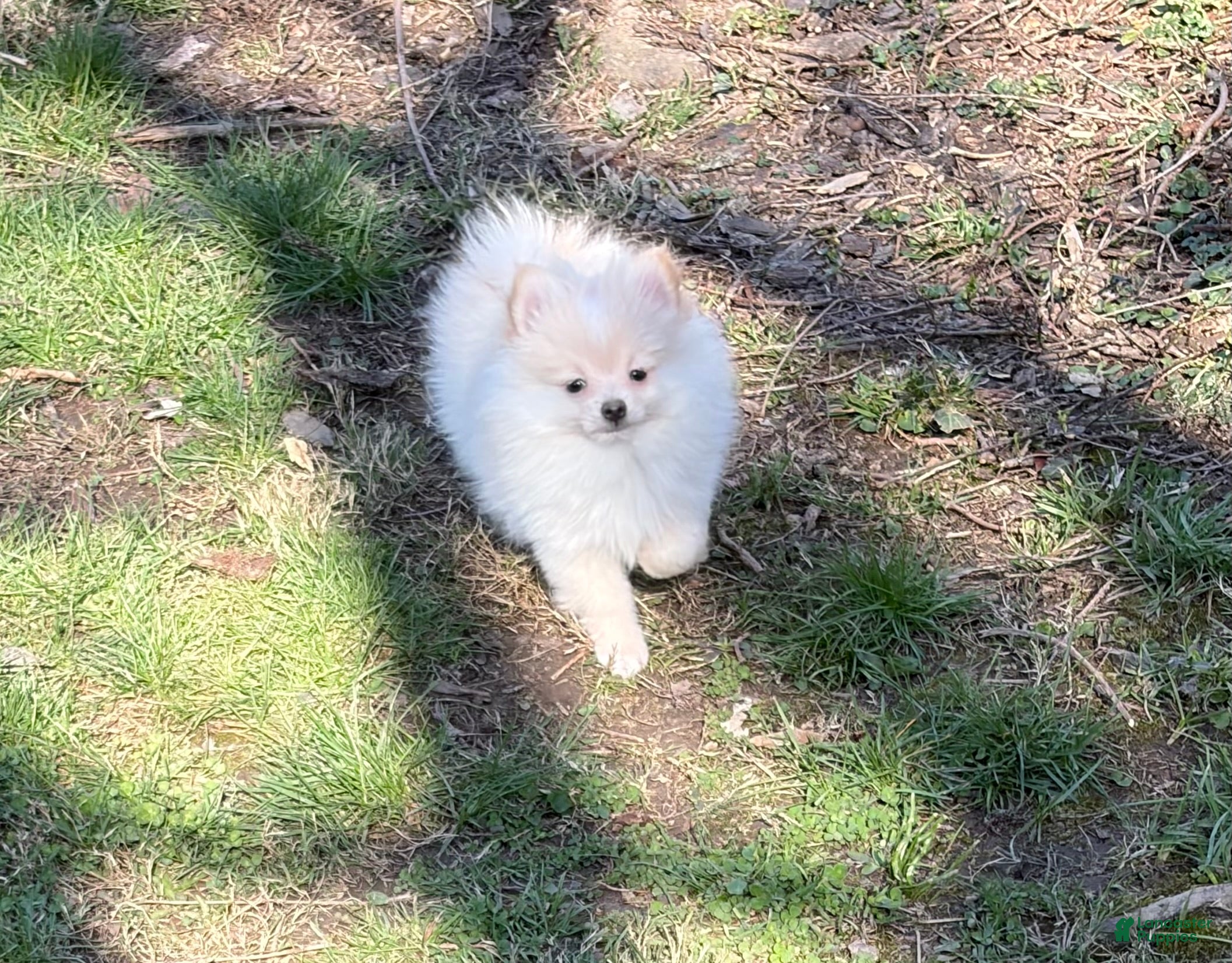 Pomeranian dogs Saye  - Ad 3