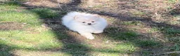 Pomeranian dogs for sale: Saye  - Ad 1