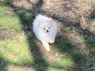 Pomeranian dogs Saye - Ad 3