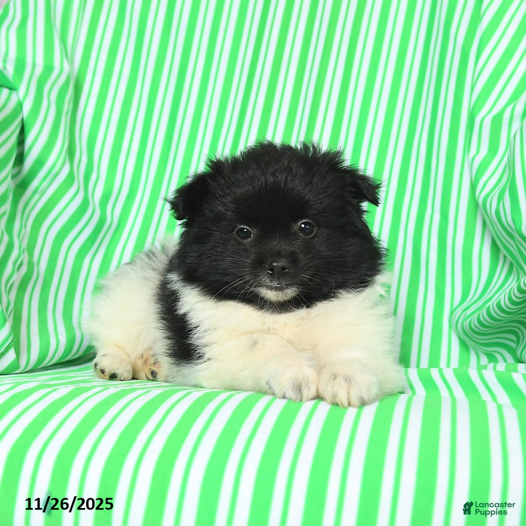 Pomeranian dogs for sale: Peter - Ad 3