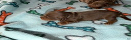 Dachshund dogs for sale: Uno chocolate import - Ad 2