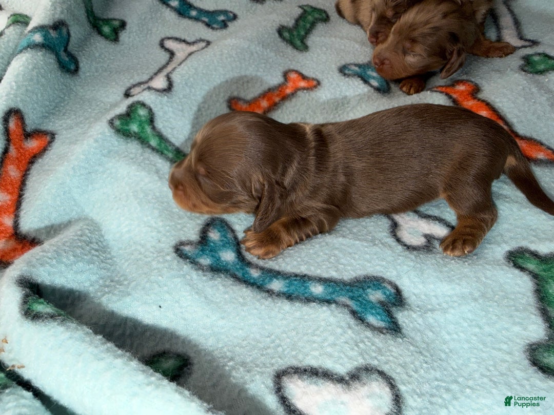 Dachshund dogs for sale: Uno chocolate import - Ad 2