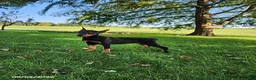 Doberman Pinscher dogs for sale: Kiara - Ad 8