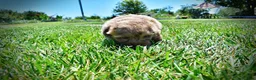 Havapoo dogs for sale: Innocent - Ad 16