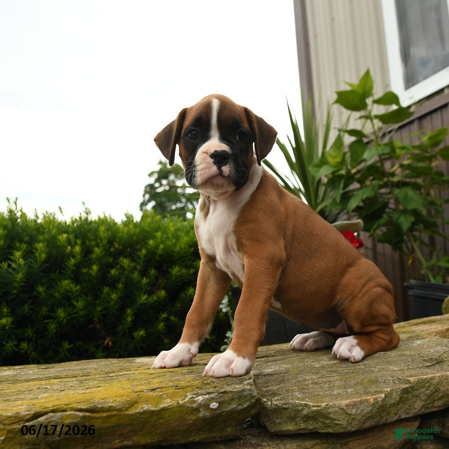 Boxer dogs Tahiti - Ad 1