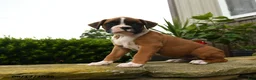 Boxer dogs for sale: Tahiti - Ad 1