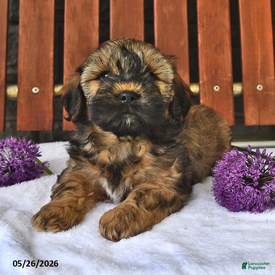 Shihpoo dogs Charlie - Ad 2