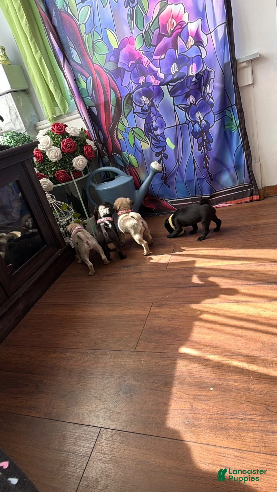 Pug dogs for sale: Pink collar - Ad 17
