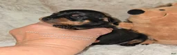 Miniature Pinscher dogs for sale: AKC Chester - Ad 5