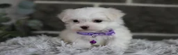 Maltipoo dogs for sale: Rue - Ad 7