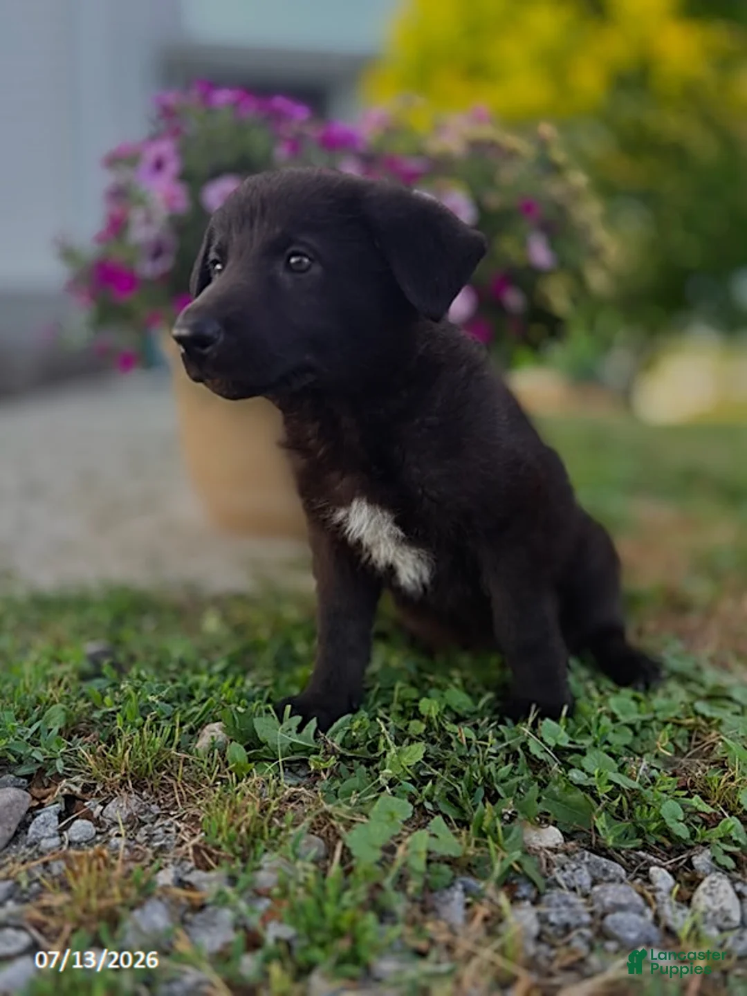 German Shepherd dogs for sale: Arabella - Ad 2