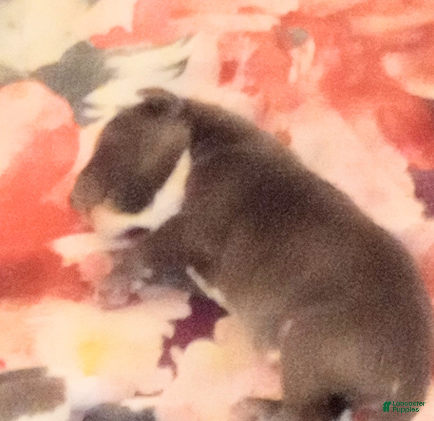 Mixed Breed dogs for sale: Mixed Breed 3 - Ad 5