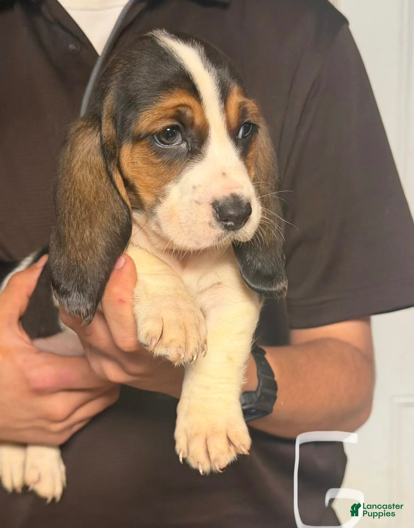 Basset Hound dogs for sale: Lizzy Girl - Ad 2