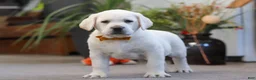Labrador Retriever dogs for sale: Silas - Ad 4