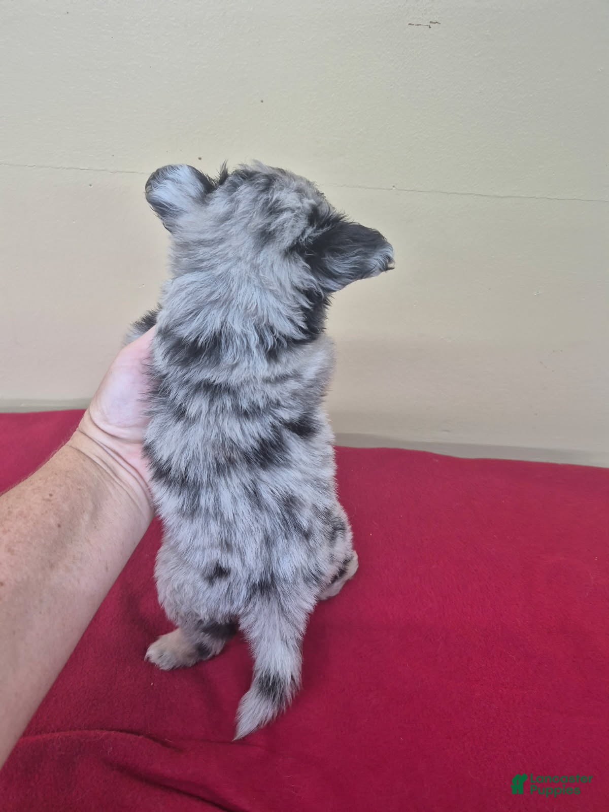Pomapoo dogs Girl 1 - Ad 2