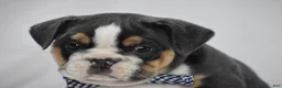 Beabull dogs for sale: Banjo - Ad 2