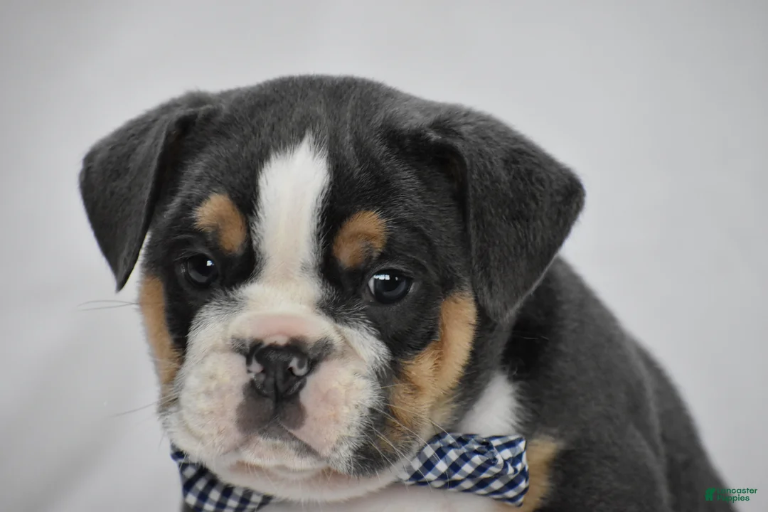 Beabull dogs for sale: Banjo - Ad 2