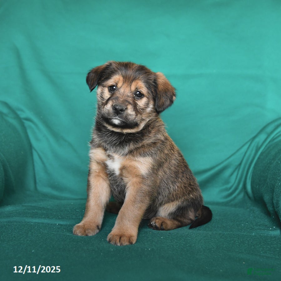 Mixed Breed dogs Thunder - Ad 2