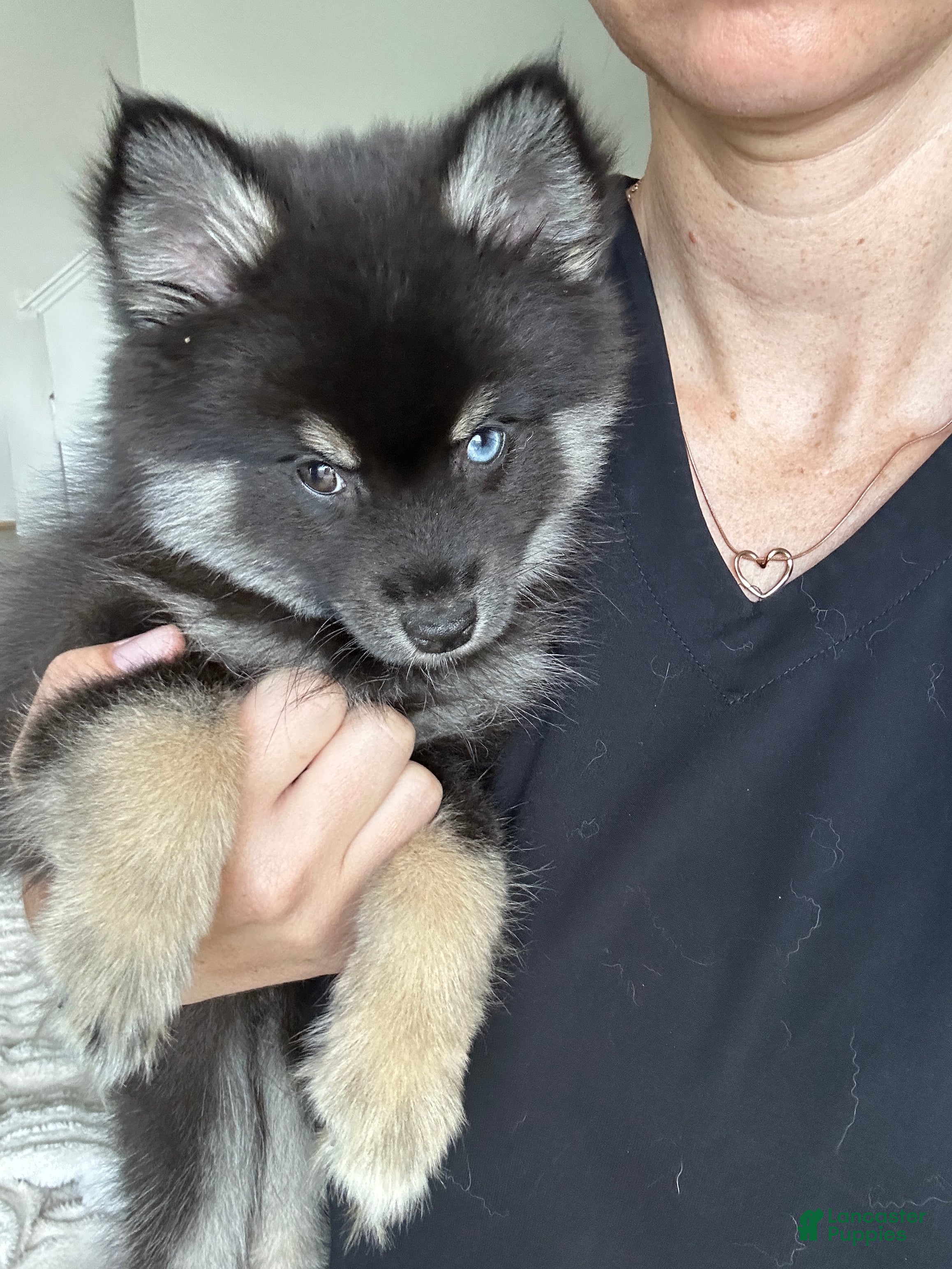 Pomsky dogs Oreo Micro/Teacup Pomsky - Ad 2