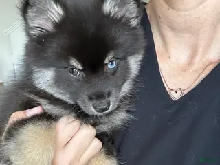 Pomsky dogs Oreo Micro/Teacup Pomsky - Ad 10