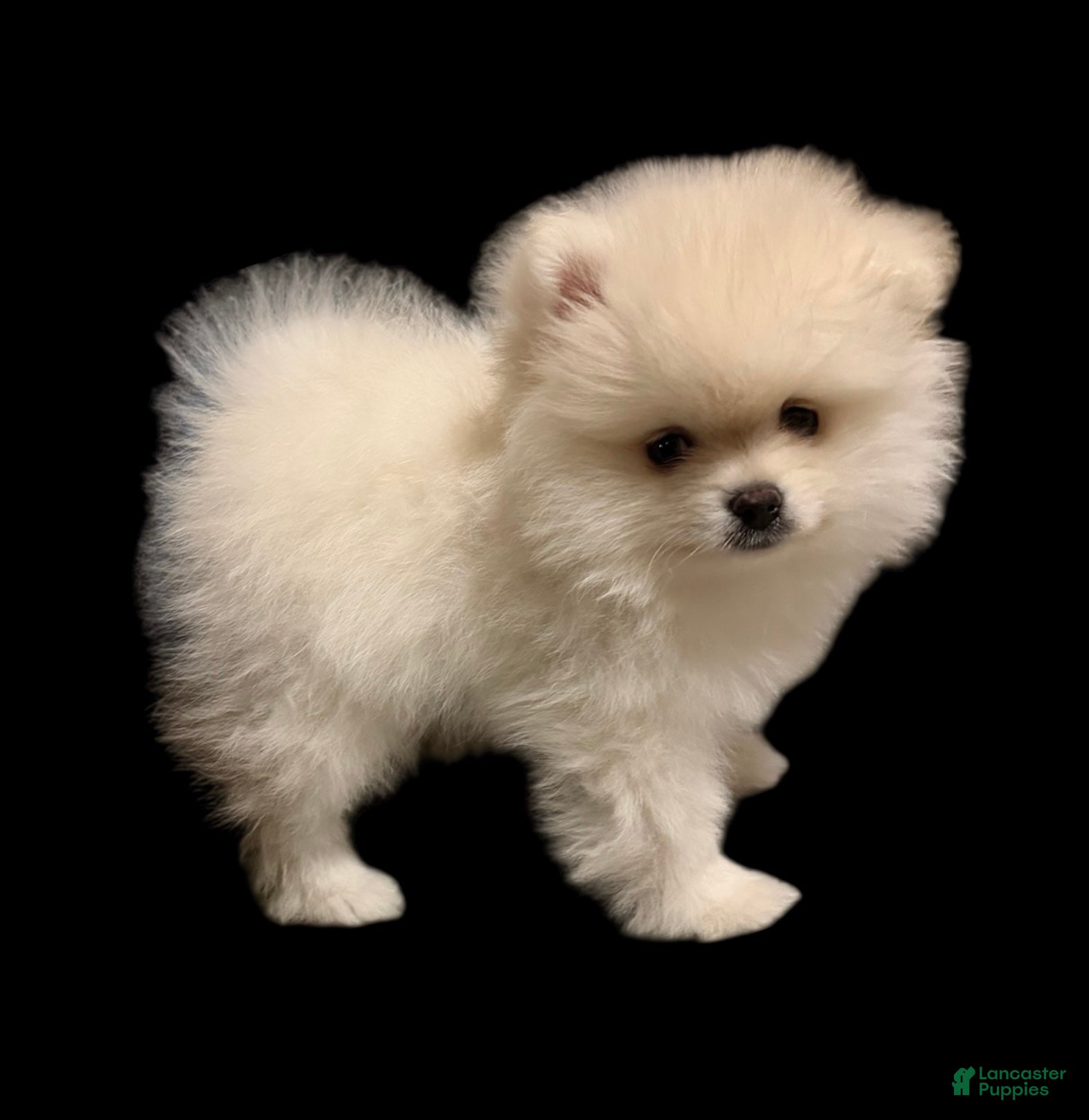 Pomeranian dogs Biscuit  - Ad 2