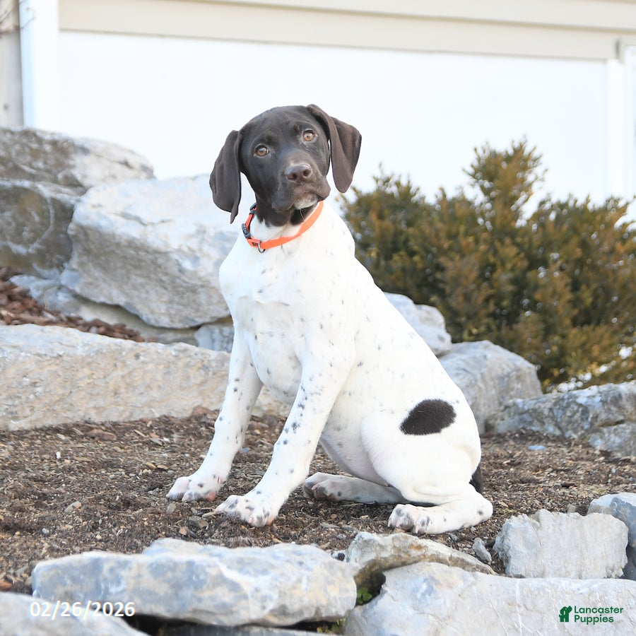 German Shorthaired Pointer dogs Gabby - Ad 2
