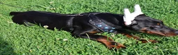 Doberman Pinscher dogs for sale: Doberman Pinscher 1 - Ad 10