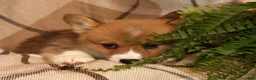 Welsh Corgi Pembroke dogs for sale: Justin - Ad 1