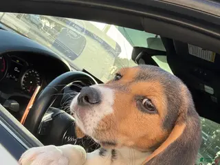 Beagle dogs Beagle Puppy 1 - Ad 1