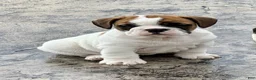 English Bulldog dogs for sale: Kiki - Ad 3
