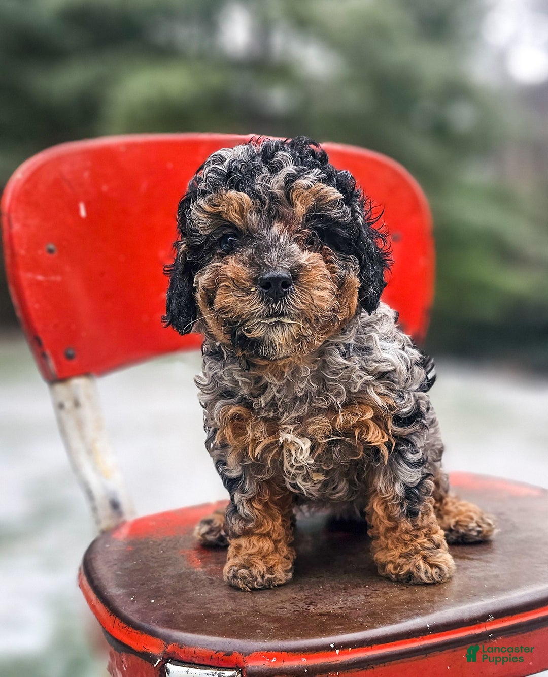 Miniature Poodle dogs for sale: Shadow - Ad 4
