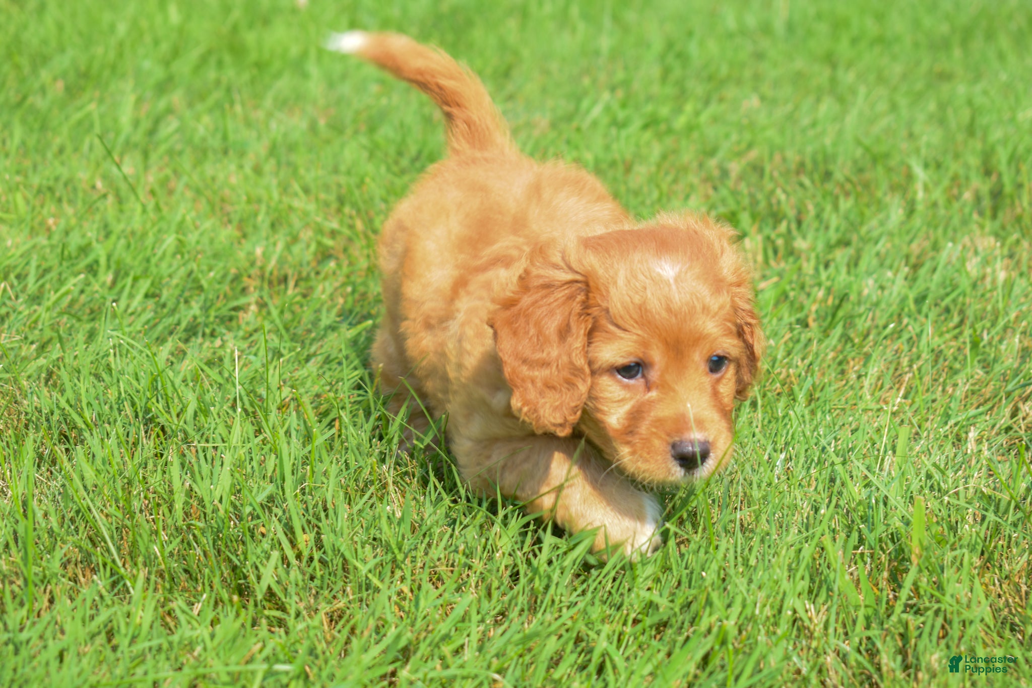 Maltipoo dogs  Sierra 💗🐾 - Ad 1