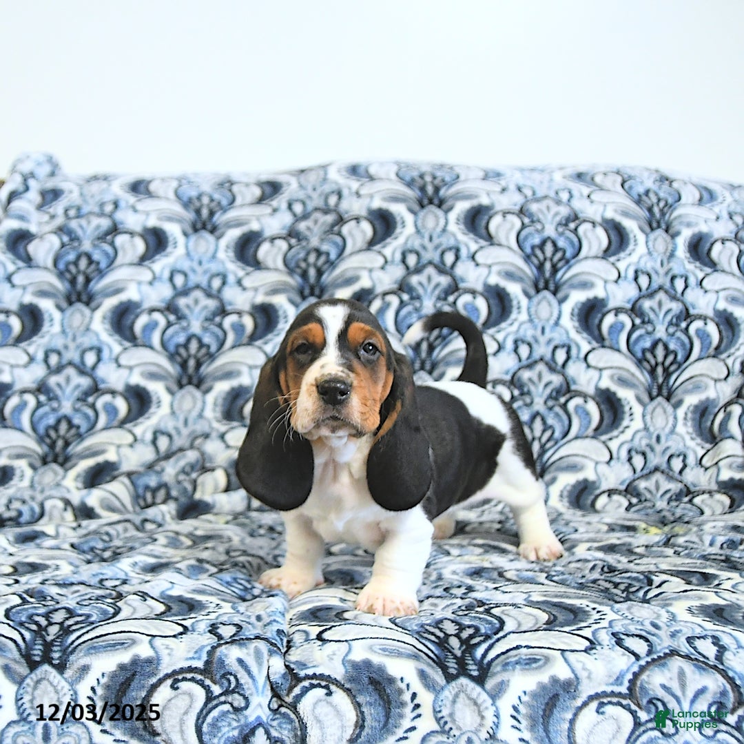 Basset Hound dogs for sale: Ella - Ad 1