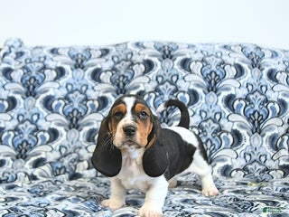 Basset Hound dogs Ella - Ad 4